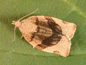 Pandemis cerasana Hb. adulte - �Philippe Mothiron