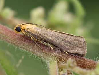 Eurhodope cirrigerella Zck. adulte - �Lionel Taurand