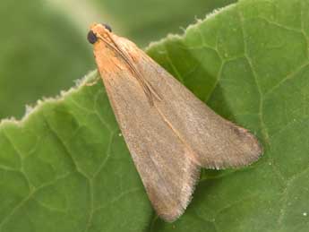 Eurhodope cirrigerella Zck. adulte - �Philippe Mothiron