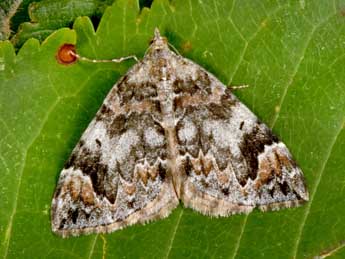 Dysstroma citrata L. adulte - �Philippe Mothiron