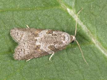 Eana clercana J. Joan. adulte - �Philippe Mothiron