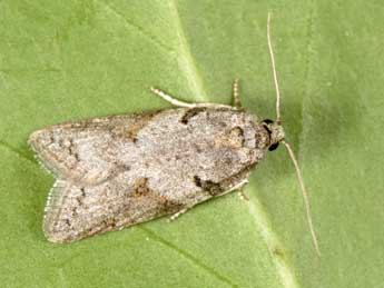 Eana clercana J. Joan. adulte - �Philippe Mothiron