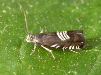 Grapholita compositella F. adulte - �Philippe Mothiron