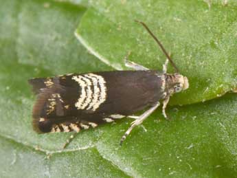 Grapholita compositella F. adulte - �Philippe Mothiron