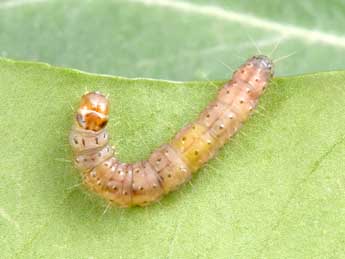  Chenille de Clepsis consimilana Hb. - �Philippe Mothiron