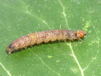  Chenille de Clepsis consimilana Hb. - �Philippe Mothiron