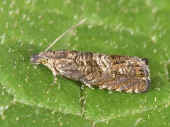 Dichrorampha consortana Stph. adulte - �Philippe Mothiron