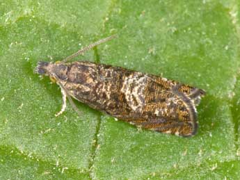 Dichrorampha consortana Stph. adulte - �Philippe Mothiron
