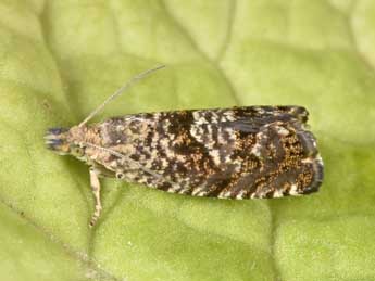 Dichrorampha consortana Stph. adulte - �Philippe Mothiron