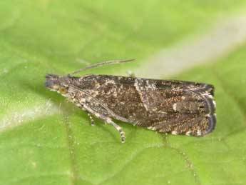 Dichrorampha consortana Stph. adulte - �Philippe Mothiron