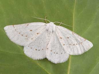 Dyscia conspersaria D. & S. adulte - �Philippe Mothiron