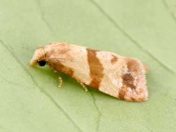 Phalonidia contractana Z. adulte - �Philippe Mothiron