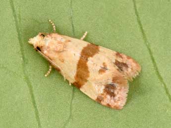 Phalonidia contractana Z. adulte - �Philippe Mothiron