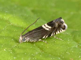 Grapholita coronillana Z. adulte - �Philippe Mothiron