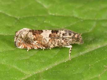 Epiblema costipunctana Hw. adulte - �Philippe Mothiron