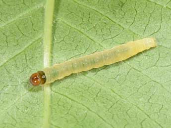  Chenille de Acleris cristana D. & S. - �Philippe Mothiron