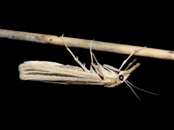 Agriphila deliella Hb. adulte - �Jean-Pierre Favretto