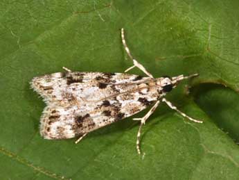 Eudonia delunella Stt. adulte - �Philippe Mothiron