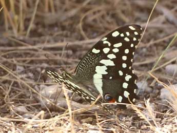 Papilio demodocus Esp. adulte - �Adrien Jailloux