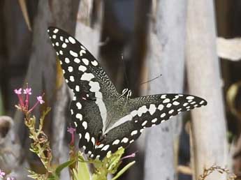 Papilio demodocus Esp. adulte - �Thomas Galewski