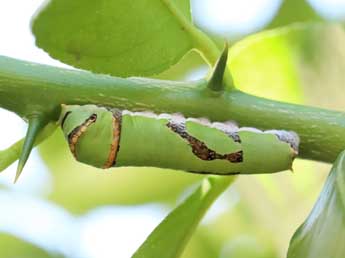  Chenille de Papilio demodocus Esp. - �Adrien Jailloux