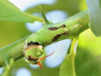  Chenille de Papilio demodocus Esp. - �Adrien Jailloux
