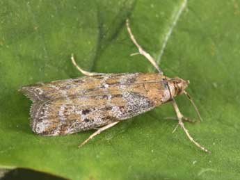 Delplanqueia dilutella Hb. adulte - �Philippe Mothiron