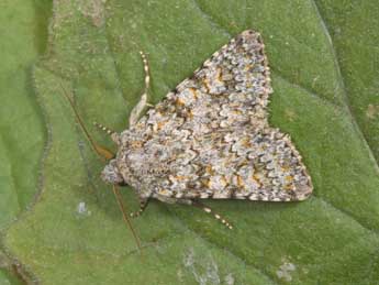 Hecatera dysodea D. & S. adulte - �Philippe Mothiron