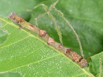  Chenille de Ennomos erosaria D. & S. - �Philippe Mothiron