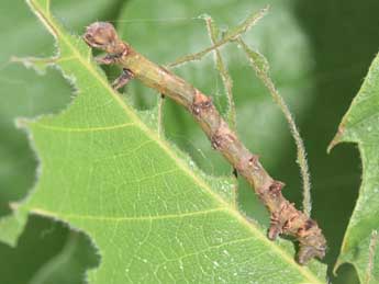  Chenille de Ennomos erosaria D. & S. - �Philippe Mothiron