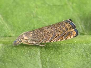 Dichrorampha eximia Danilevsky adulte - �Philippe Mothiron