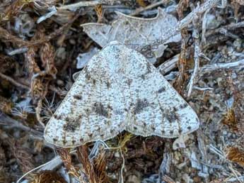 Dyscia fagaria Thnbg adulte - �Romain Planchot