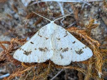 Dyscia fagaria Thnbg adulte - �Romain Planchot