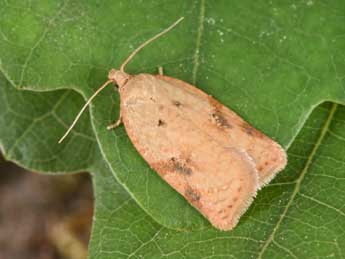 Acleris ferrugana D. & S. adulte - �Philippe Mothiron