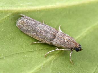 Cadra figulilella Gregs. adulte - �Philippe Mothiron