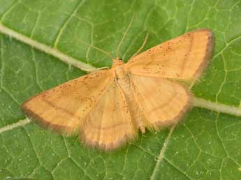 Idaea flaveolaria Hb. adulte - �Philippe Mothiron