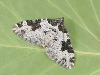 Xanthorhoe fluctuata L. adulte - �Philippe Mothiron