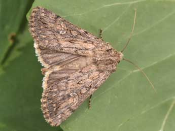 Dichagyris forcipula D. & S. adulte - �Philippe Mothiron