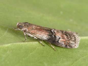 Rhodophaea formosa Hw. adulte - �Philippe Mothiron