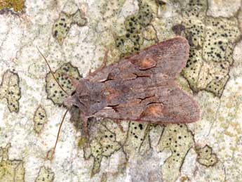 Lithophane furcifera Hfn. adulte - �Philippe Mothiron