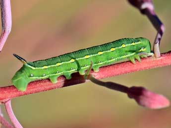  Chenille de Hyles gallii Rott. - �G�rard Champier