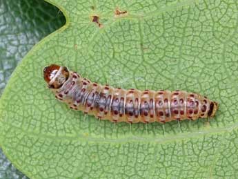  Chenille de Pammene giganteana H. Peyer. - �Patrick Clement