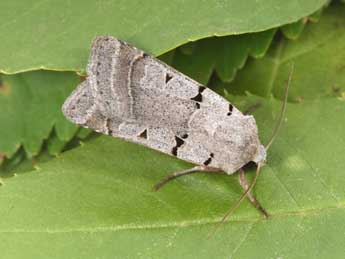 Eugnorisma glareosa Esp. adulte - �Philippe Mothiron