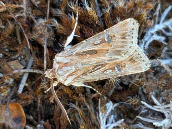 Agrotis graslinii Rbr adulte - �Romain Planchot