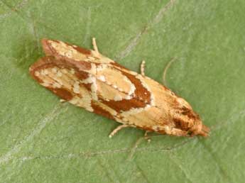 Aethes hartmanniana Cl. adulte - �Philippe Mothiron