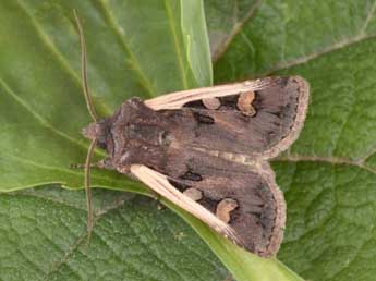 Euxoa hastifera Donz. adulte - �Philippe Mothiron