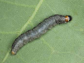  Chenille de Choristoneura hebenstreitella M�ller - �Patrick Clement