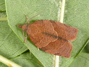 Pandemis heparana D. & S. adulte - �Philippe Mothiron