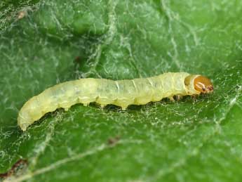  Chenille de Acleris holmiana L. - �Patrick Clement