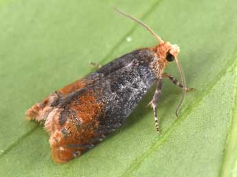 Lepteucosma huebneriana Ko�ak adulte - �Philippe Mothiron